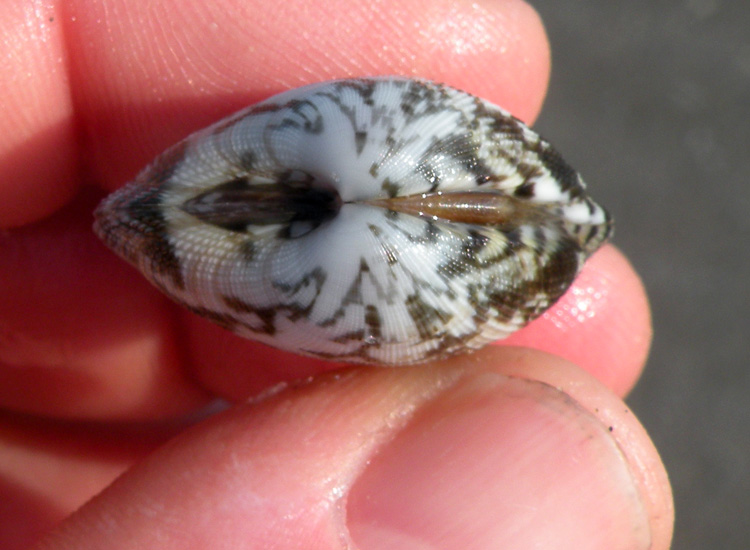 Molluchi delle spiagge adriatiche: Vongole